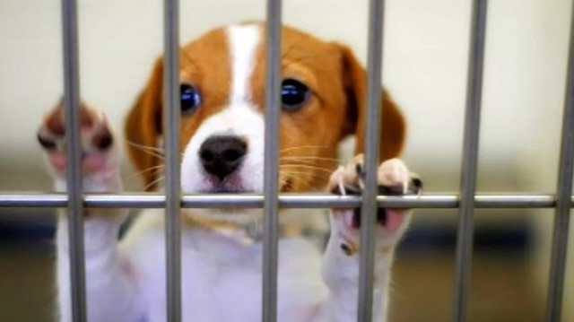 Petshoplarda evcil hayvan satışının yasaklanması hayvanseverleri mutlu etti