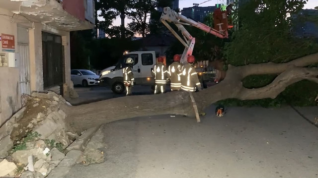 Kadıköy'de ağaç devrildi vatandaş isyan etti: İBB ve Kadıköy Belediyesine şikayet ettik ağaç devrilince geldiler