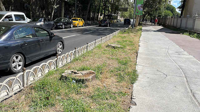 İBB'nin Dolmabahçe ve Çırağan'da kestiği çınarların yerine diktiği fidanlar kurudu