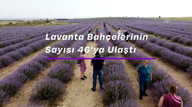 Bakan Kirişçi paylaştı: Uşakta lavanta bahçelerinin sayısı 46ya ulaştı