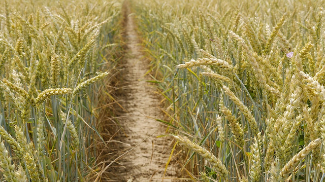 Tarihi anlaşma hemen sonuç verdi: Buğday fiyatları savaş öncesinin altına düştü
