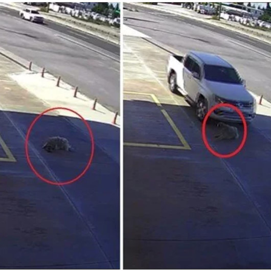 Köpeği ezmek için yolunu değiştirmişti: Aldığı ceza 'pes' dedirtti