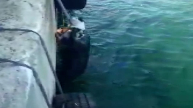 Kocaeli'de denize düşen kediyi itfaiye ekipleri kurtardı