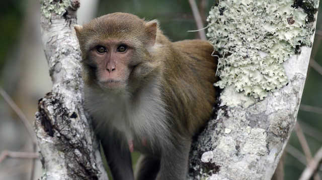 'Hastalığın adı değiştirilsin' çağrısı: Brezilya'da maymunlara saldırılar artıyor