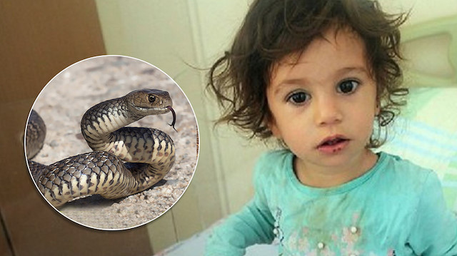 Bingöl'de şoke eden olay: 2 yaşındaki çocuk kendisini sokan yılanı ısırdı