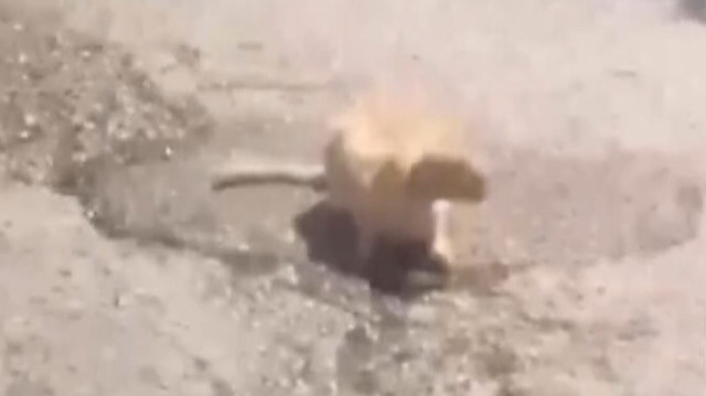 Karabük'te su içen kediyi rahatsız etmek istemeyen şoför otobüsü durdurarak bekledi