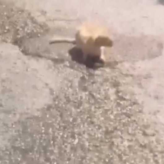 Karabükte su içen kediyi rahatsız etmek istemeyen şoför otobüsü durdurarak bekledi