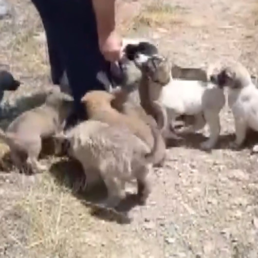 Konyada ormanlık alana terk edilmiş 21 köpek yavrusu bulundu