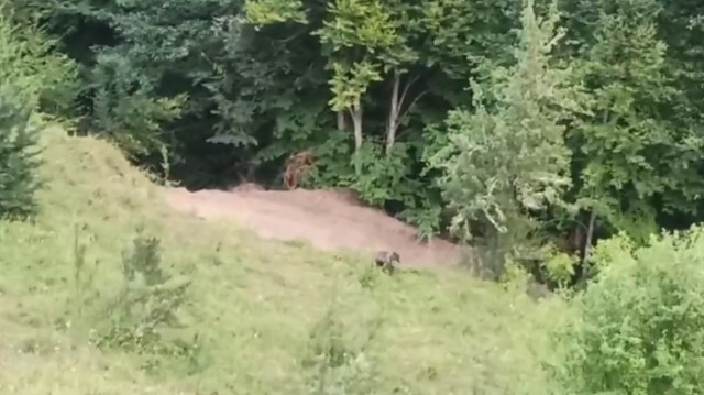 Balkız, yetkililerce doğaya bırakıldı.