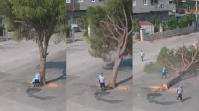 CHP’li İzmir Belediyesi’nin ağaç katliamına tepki yağdı.