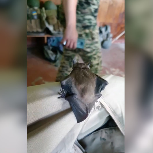 Yolunu şaşıran yarasa Ukrayna askerlerinin misafiri oldu