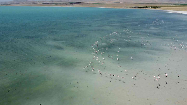 Arin Gölü’nün renkli misafirlerine büyük ilgi: Sürü halinde görüntülendiler
