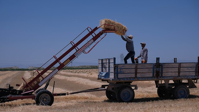 Türkiye'nin tahıl ambarında bu yıl hasat iki milyon ton oldu