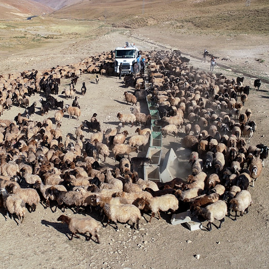 Yayla dönüşü susuzluktan bitkin düşen koyunlara tankerlerle su taşındı