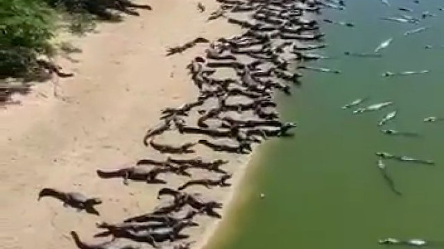 Brezilya'da yüzlerce timsah karaya çıktı.