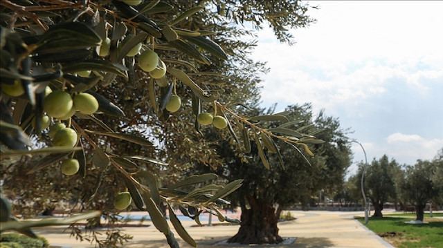 Asırlık zeytin ağaçları "Zeytinpark"la korunacak