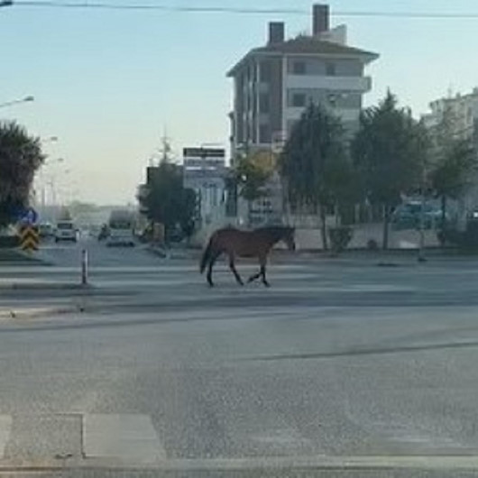 Caddede gezen başıboş at tehlike oluşturdu
