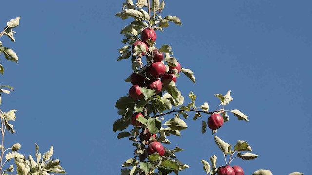 İçi kırmızı elma