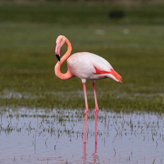 47 flamingo çalıp 26’sını öldürdüler: Para için flamingolara kıydılar