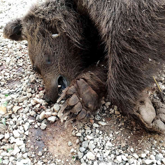 Araçlarıyla çarptıkları ayıyı ölüme terk ettiler