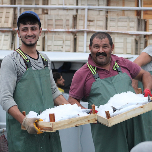 Düzcede palamut bolluğu balıkçıların yüzünü güldürdü: 2-3 saatte 450 ton palamut yakaladılar