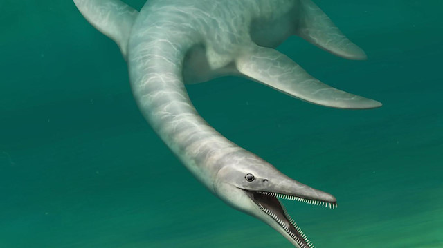 7 metre uzunluğundaki hayvanın, diğer plesiyozorlardan farklı fiziksel özellikleri olduğu belirlendi.