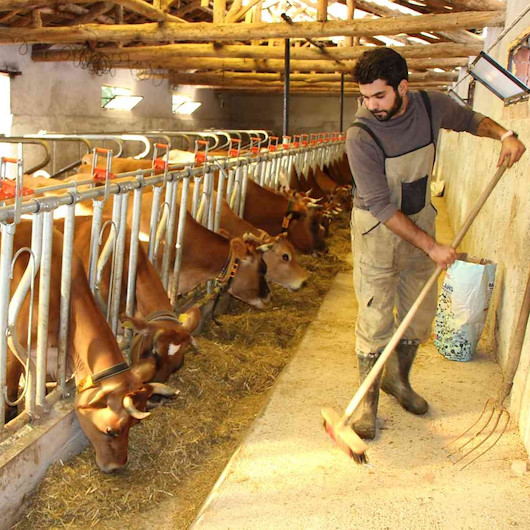 Üniversiteden mezun olup döndüğü köyünde süt çiftliği kurdu