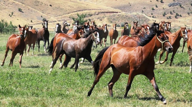 Tarım İşletmesinde yetiştirilen 15 safkan Arap elit tay ihale ile satılacak