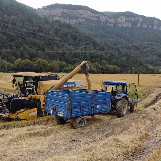 Karabük’te 500 dekar alanda ekimi yapılan ve 13.5 TL’den alımı yapılan çeltiğin hasadı başladı