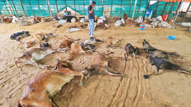 ​Hindistan'da 100 bin sığır telef oldu.