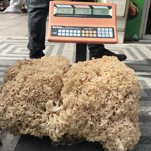 Kastamonuda 6 kilogram ağırlığında çam mantarı bulundu
