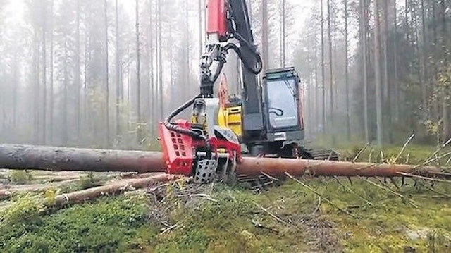 Almanya'da enerji krizi sonrası halk odunla ısınmaya çalışıyor. 