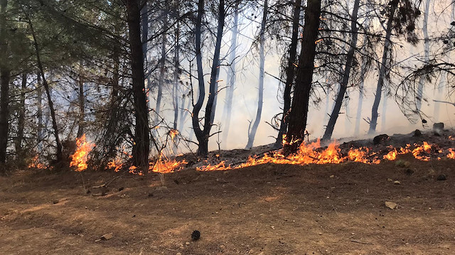 Tekirdağ Şarköy'de orman yangını: İki saatte kontrol altına alındı