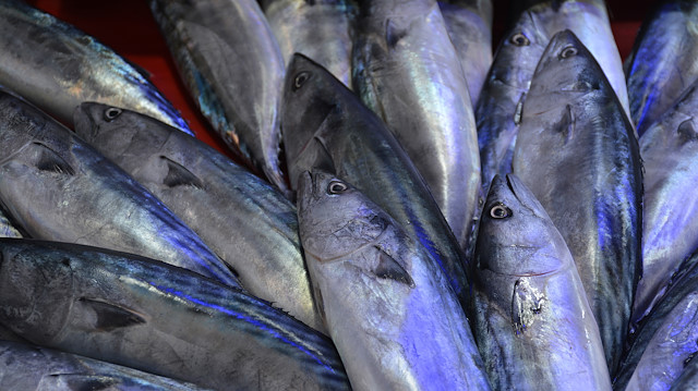 Denizlerde av yasağının 1 Eylül'de sona ermesiyle 'Vira bismillah' diyerek, denize açılan balıkçıların ağları, bol miktarda palamut ile doldu. Geçen yıllara göre, bu sene erken büyüyen palamutlar, boy ve iriliğine göre tezgahlarda 15 TL ile 45 TL arasında satılıyor.
