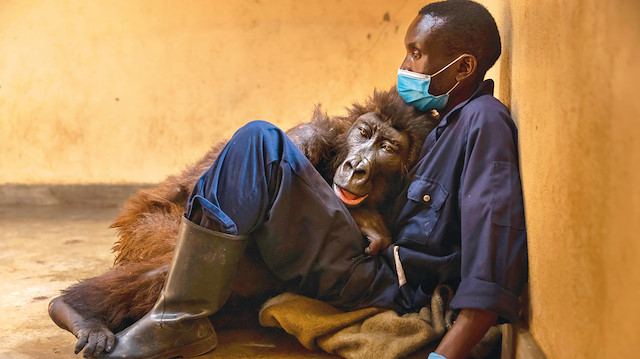 Kongo Cumhuriyeti’nde ölmek üzere olan ve bakıcısına sarılan gorilin son anları büyüleyici bir görüntü ortaya çıkardı.