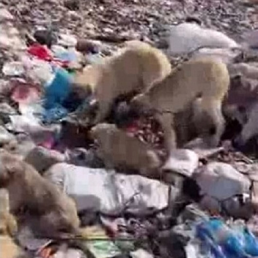 Bunu yapan insan olamaz: Yavru köpekleri iple bağlayıp çöpe attılar