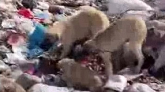 Bunu yapan insan olamaz: Yavru köpekleri iple bağlayıp çöpe attılar