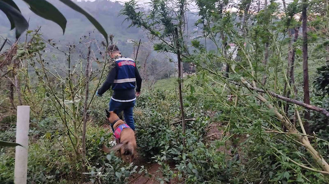 Edinilen bilgiye göre, Trabzon İl Jandarma Komutanlığı narkotik timleri ve Of İlçe Jandarma Komutanlığı asayiş timlerinin yapmış olduğu saha araştırmaları ve fiziki takip sonucu Of ilçesinin Sıraağaç mahallesinde yaşayan M.Ç. (62) isimli şahsın evinde uyuşturucu madde bulundurduğu ve bu uyuşturucuları piyasaya sürmeye çalıştığı tespit edildi.
