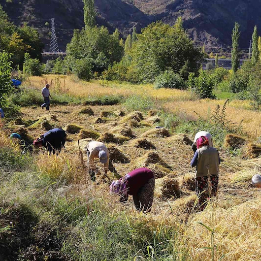 Artvin’de kadınlar 20 yıl sonra ata tohumunu toprakla buluşturdu: Köyde çeltik hasadı başladı