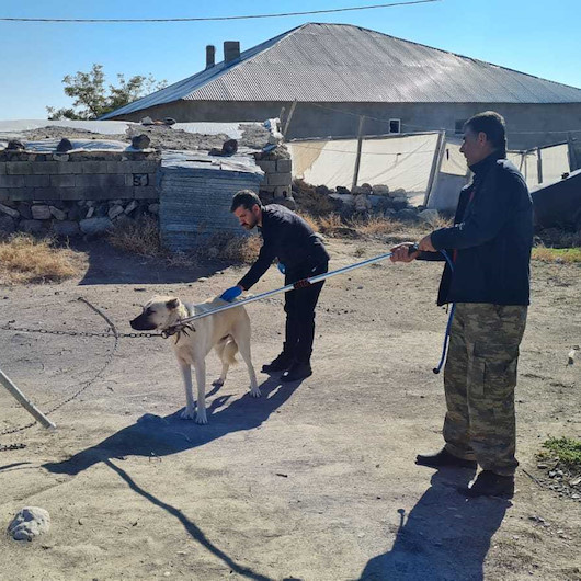 Bitlis'te kuduz paniği: Ekipler harekete geçti