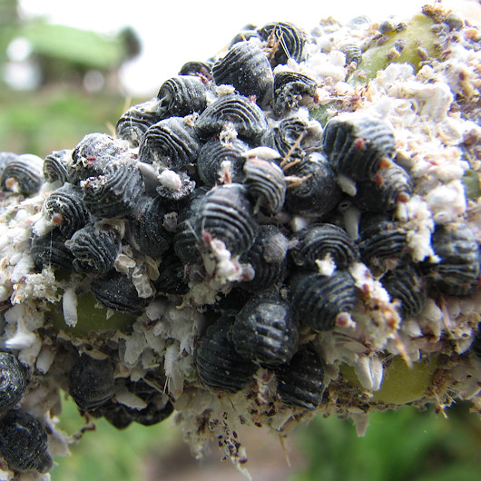 Dadam oz qizini sikadi (rus pornosi) Veb-kamera orqali virtual jinsiy aloqada boling