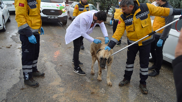 Kedi aynı gece ölünce, hayvandan alınan numune Adana Veteriner Kontrol Araştırma Enstitüsü Müdürlüğü'ne gönderildi. 