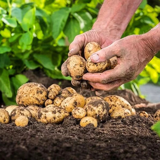 TİGEM'den patates adımı: 7 bin dekar araziyi kiraya verecek