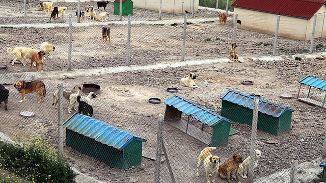 Konya'da köpeği kürekle vurarak öldüren zanlıların ifadesi ortaya çıktı