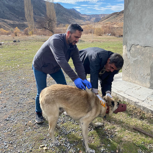 Kars'ta kuduz paniği: Bir köy karantinaya alındı