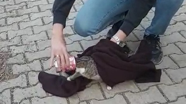 Mama yerken başı konserveye sıkışan kediyi kurtardılar