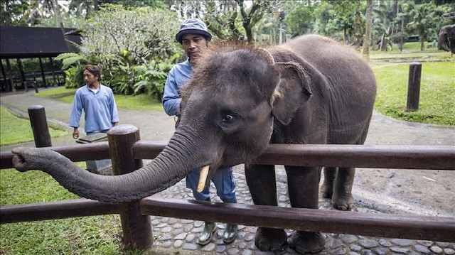 محمية بالي.. ملاذ آمن لأفيال سومطرة المهددة بالانقراض 
