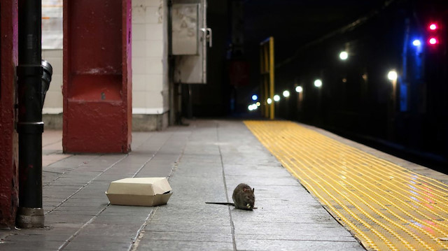 New York'ta fare istilası