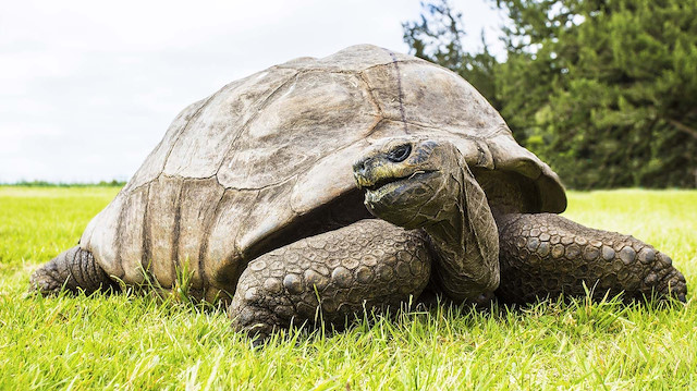 Dünyanın en yaşlı kaplumbağası