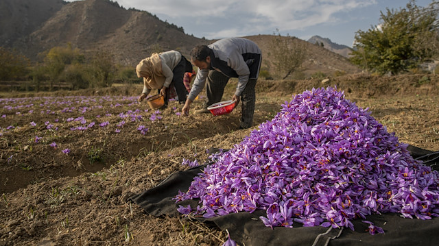 Mor çiçeğin kırmızı baharata dönüşümü: Afganistan safranı